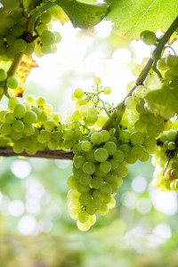 Biddenden grapes