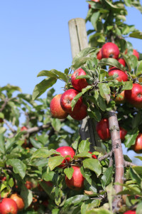 Brogdale apples