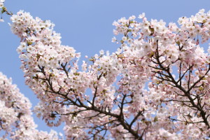 Brogdale blossom