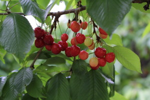 Brogdale cherries