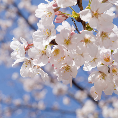 Brogdale cherry blossom