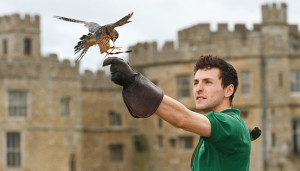 Falconry at Leeds Castle