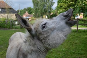 George the Donkey at Kent Life