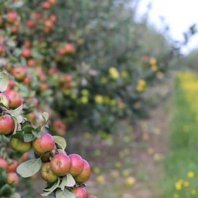 BROGDALE_Apple Orchard