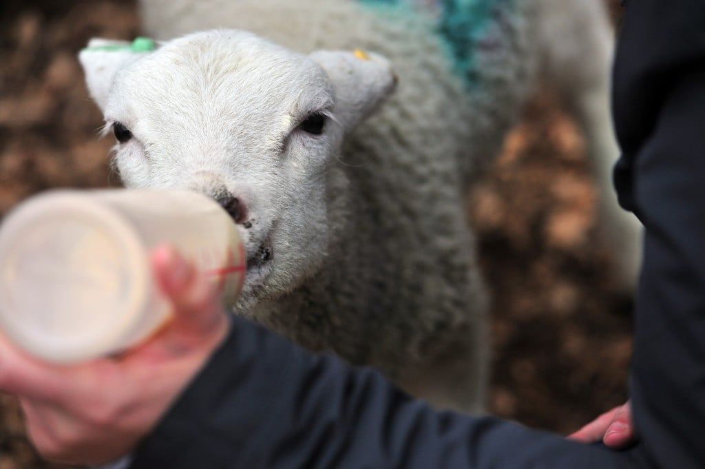 Kent Life Lamb feeding Kent Attractions