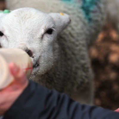 Kent Life Lamb feeding