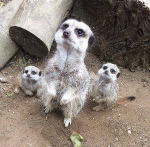 Meerkat family at Kent Life