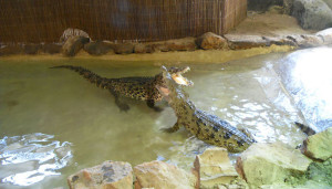 Wingham Crocodiles
