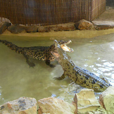 Wingham Crocodiles