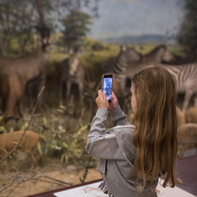 Girl with long straight brown hair is facing the diorama screen, holding her phone up so she can take a photo.
