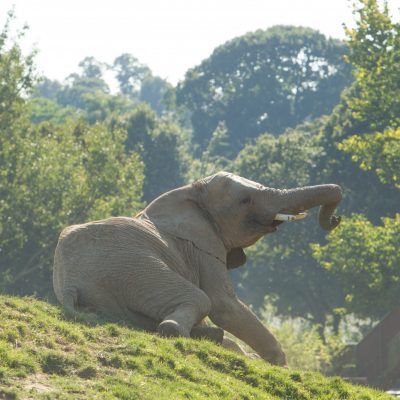 Visit the largest herd of African elephants in the UK at Howletts