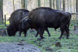 Bison at Wildwood