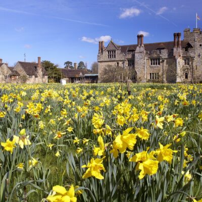 Dazzling Daffodils at Hever Castle