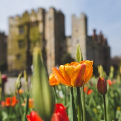 Tulip Celebrations at Hever Castle
