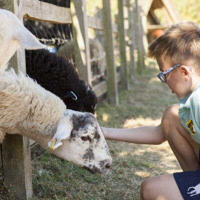 Kent Life - Sheep Feeding