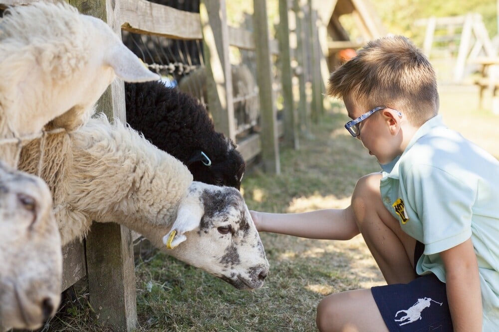 Summer Holiday Fun at Kent Life Kent Attractions