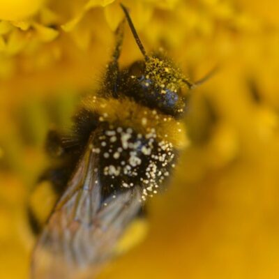 Bees-at-brogdale