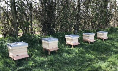 bees hives