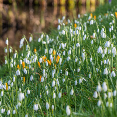Snowdrops at Hever Castle in Kent