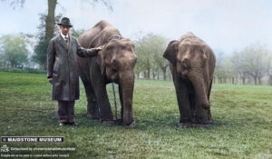 Archive photo shows elephants at Maidstone Zoo