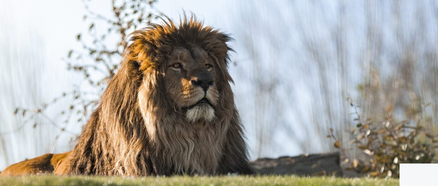 The Big Cat Sanctuary